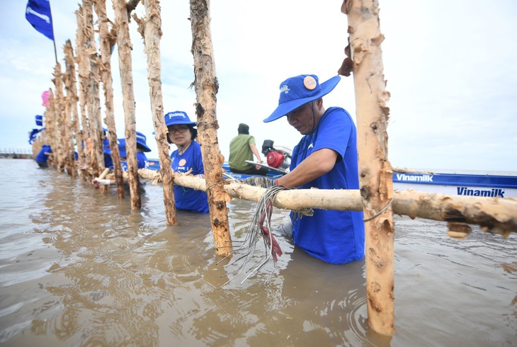 Nhân viên Vinamilk tham gia làm gần 1.000m hàng rào đầu tiên trong gần 2.400m hàng rào để khoanh nuôi tái sinh rừng ngập mặn tại Vườn quốc gia Mũi Cà Mau - Ảnh: NGUYỄN HIỆU