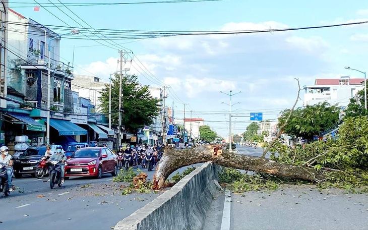 Cây dầu đôi Diên Khánh gãy nhánh làm tắc đường