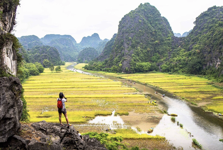 Tam Cốc - Bích Động mùa lúa chín - Ảnh: TRẦN HỒNG NGỌC 