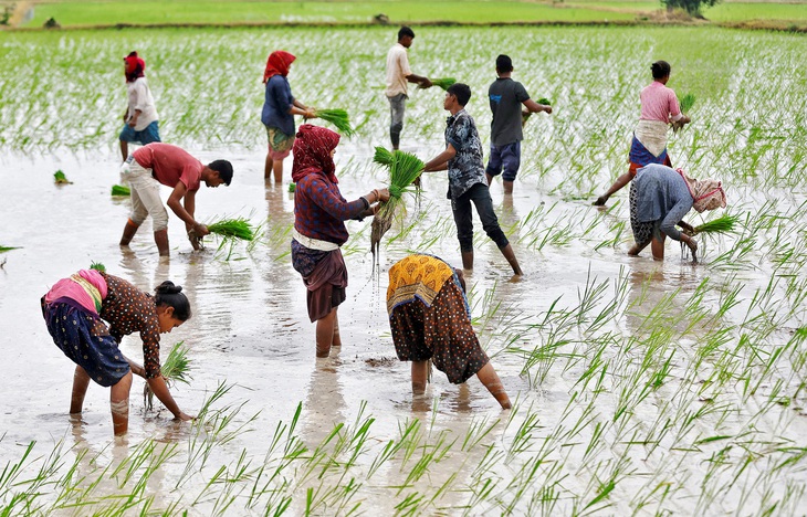 Cấy lúa ở ngoại ô thành phố Ahmedabad, Ấn Độ, vào ngày 21-7-2023 - Ảnh: Reuters