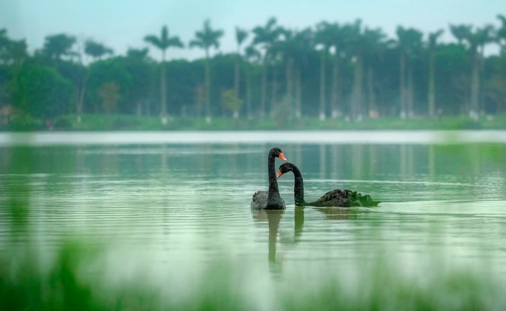 Đôi thiên nga bơi lội trên hồ trong đô thị Eco Central Park