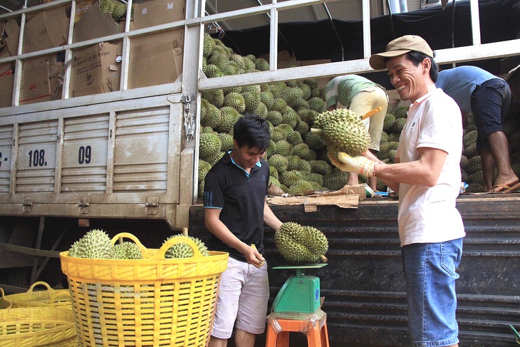 Công nhân kiểm tra chất lượng sầu riêng - Ảnh: T.TÂN