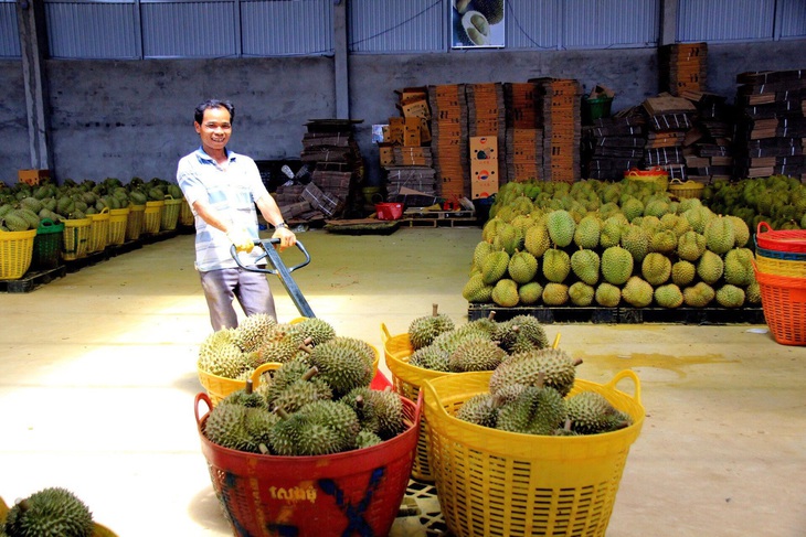  Thu hoạch sầu riêng huyện Krông Pắk, mùa vụ 2023 - Ảnh: TRUNG TÂN