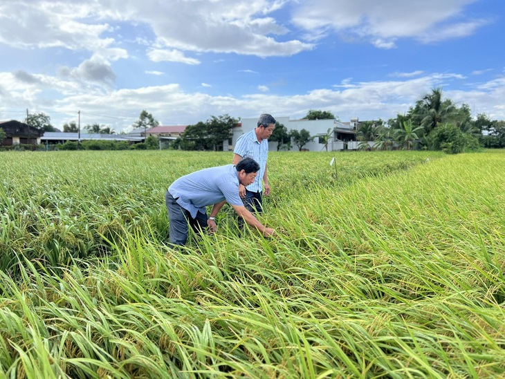 Giống lúa BL9 được trồng tại Bạc Liêu - Ảnh: LINH NGÔ