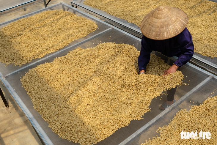 Nông dân Tây Nguyên có thói quen bán cà phê đã qua sơ chế ngay khi kết thúc vụ thu hoạch khoảng 3 tháng và chỉ trữ kho thêm 3 tháng - Ảnh: M.V.