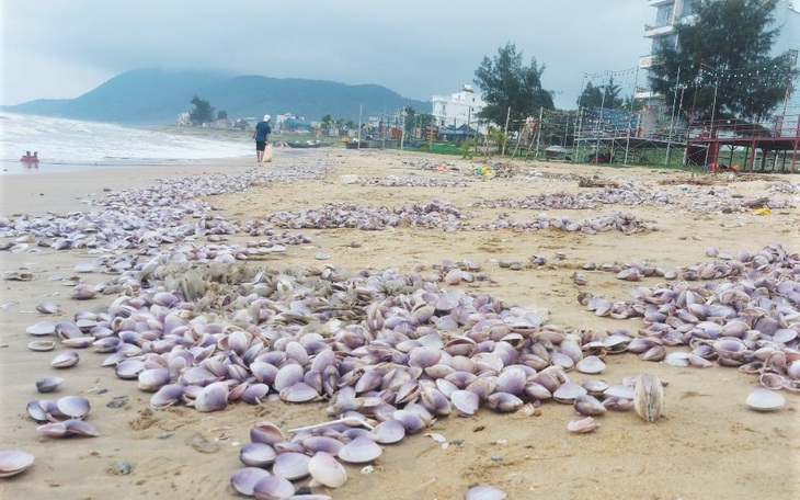 Ngao tím dạt vào bờ dày đặc, người dân đua nhau vớt 