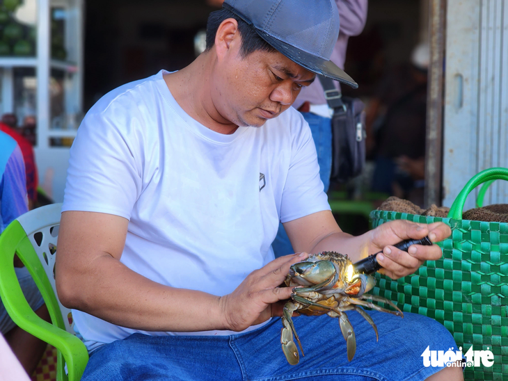 Thương lái đang sử dụng đèn pin soi gạch cua trước khi mua - Ảnh: BỬU ĐẤU