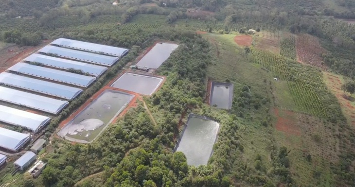 Thanh tra phát hiện trại nuôi heo 'ba không' của Công ty Mavin ở Phú Thọ - Ảnh 2.