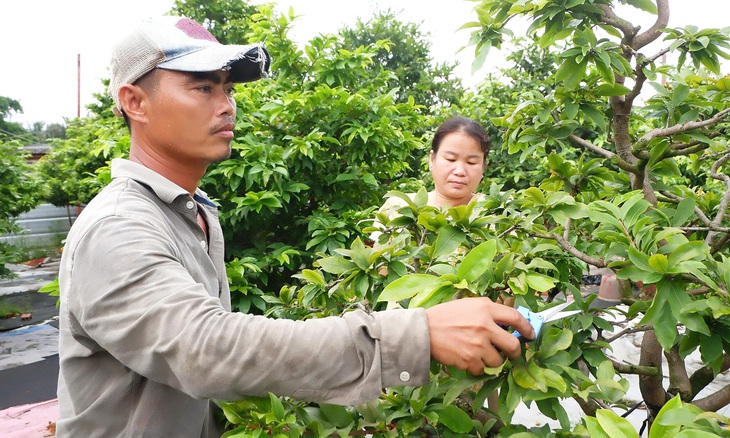 Anh Nguyễn Phương Tùng cùng bà xã chăm sóc vườn mai tại TP Thủ Đức (TP.HCM) - Ảnh: K.ANH