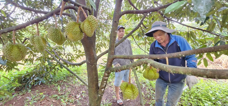 Thu hoạch sầu riêng ở Bình Phước - Ảnh: N.TRÍ