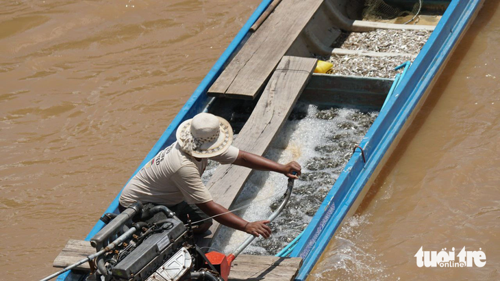 Lũ bắt đầu về nhiều hơn, ngư dân vùng biên giới An Giang nhộn nhịp ra đồng đánh bắt sản vật mùa nước nổi - Ảnh: CHÍ HẠNH