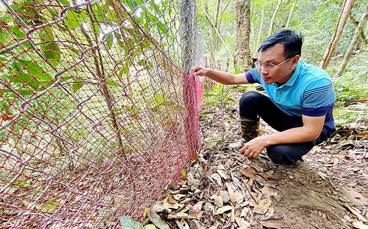 Người Xê Đăng bày 'ma trận' bẫy bắt 'ông Tý' trộm sâm Ngọc Linh - Ảnh 2.