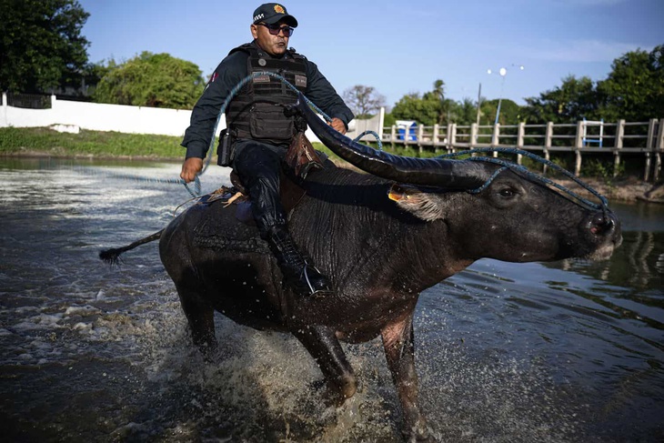 Một quân cảnh thuộc tiểu đoàn 8 ở Soure, Đảo Marajó, Bang Para, Brazil, trình diễn cách cưỡi trâu băng qua nước. Lực lượng cảnh sát tại đây sử dụng trâu làm phương tiện di chuyển để băng qua vùng ngập úng khi cần thiết - Ảnh: AFP