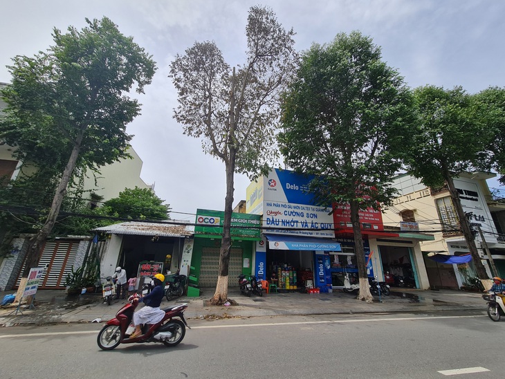 Cây sao đen to lớn đã xuống lá, chết dần. Hiện trạng cây không thể cứu được - Ảnh: TRẦN MAI