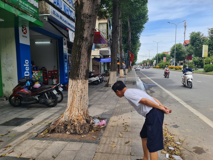 Cây sao đen hàng chục năm tuổi bị chết bất thường, khiến người dân tiếc nuối - Ảnh: TRẦN MAI