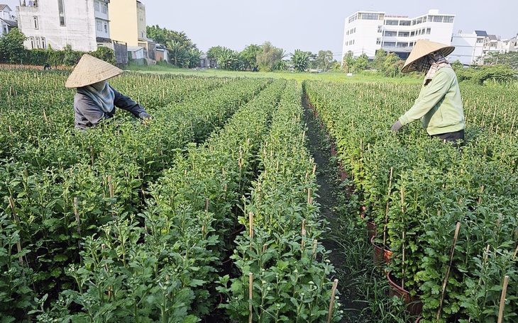 TP.HCM: Hoa Tết ít hơn, giá không tăng nhưng chưa thấy người mua