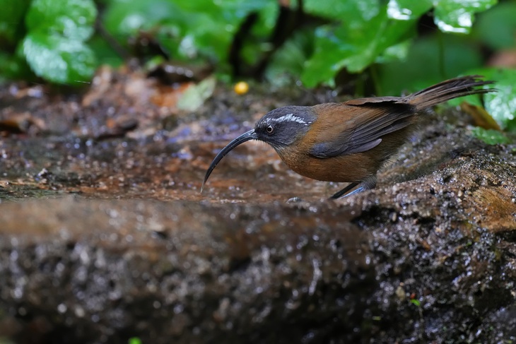 Khướu mỏ cong