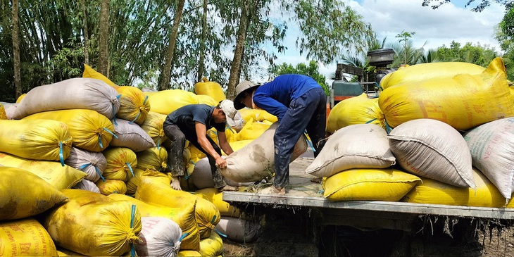 Nhiều doanh nghiệp cho biết trong những vụ tới sẽ không ký hợp đồng bao tiêu với các nông dân không giữ uy tín - Ảnh: B.ĐẤU