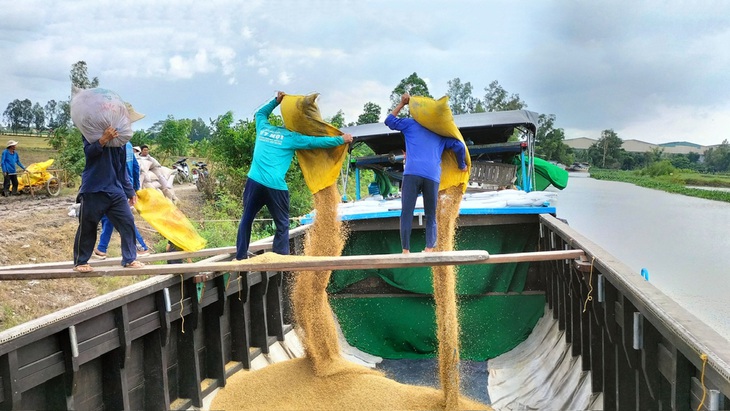 Giá lúa tăng cao tại ĐBSCL, nhiều nông dân bẻ kèo, không thực hiện theo hợp đồng bao tiêu đã ký với doanh nghiệp mà bán cho thương lái bên ngoài - Ảnh: BỬU ĐẤU