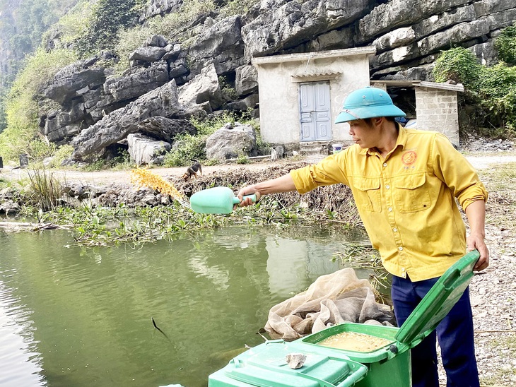 Anh Thân cho cá rô ăn thóc ủ và ngô ủ. Cá rô Tổng Trường được nuôi môi trường bán hoang dã nên thịt thơm ngon - Ảnh: VŨ TUẤN