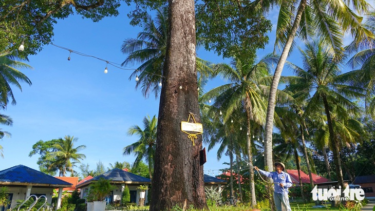 Người dân tưới nước đều đặn mỗi ngày chăm sóc &quot;cụ&quot; xoài 300 năm tuổi - Ảnh: CHÍ CÔNG