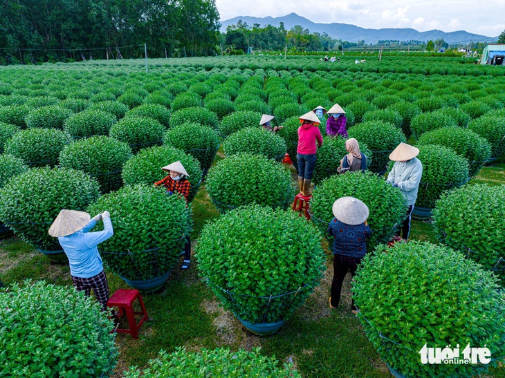 Người dân huyện Tây Sơn chăm sóc hoa cúc chuẩn bị bán Tết - Ảnh: DŨNG NHÂN