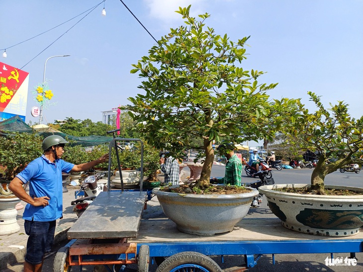 Nhiều người đã tranh thủ đến chợ hoa xuân Long Xuyên sớm mua mai về đón xuân Giáp Thìn 2024 - Ảnh: BỬU ĐẤU