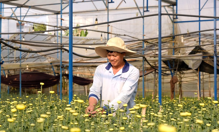 Người dân làng hoa Hà Đông (P.8, Đà Lạt) chăm sóc cúc chờ Tết. Đây là loại cúc có thể bán sau vụ Tết - Ảnh: M.H