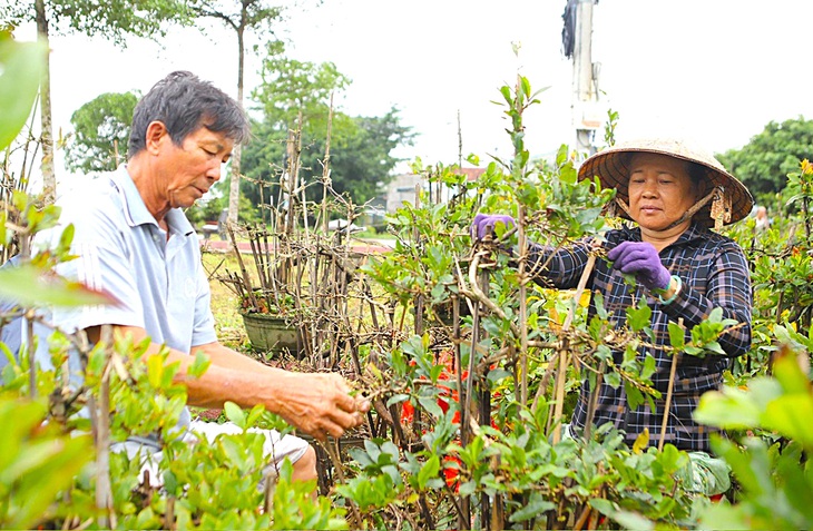 Người dân thị xã An Nhơn chăm sóc mai vàng chuẩn bị bán vào dịp Tết  - Ảnh: LÂM THIÊN