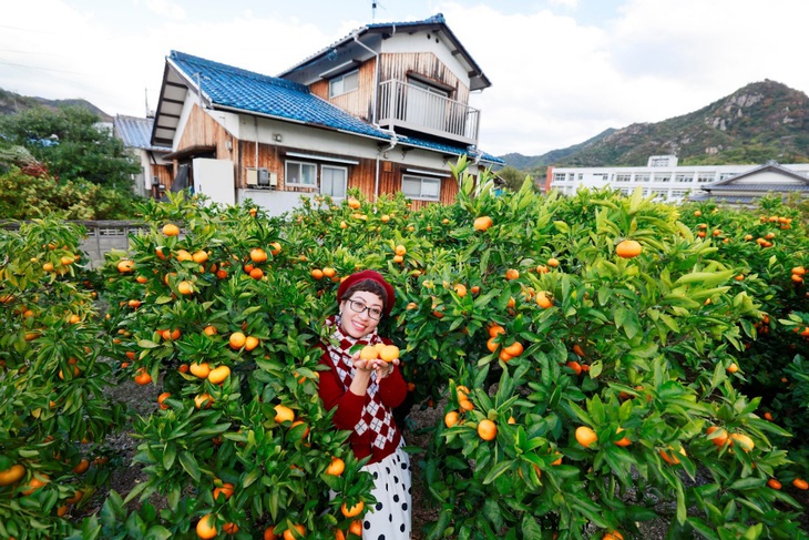 Hái trái cây tại vườn - đặc sản của Ehime, Nhật Bản- Ảnh 1.