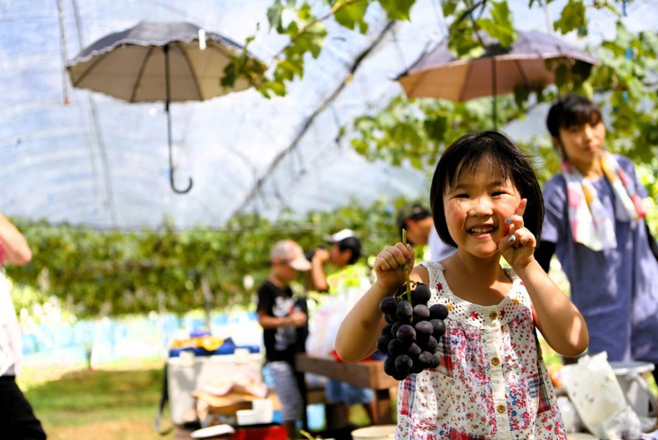 Hái trái cây tại vườn - đặc sản của Ehime, Nhật Bản- Ảnh 4.