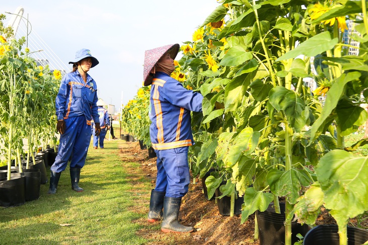 Công viên bờ sông Sài Gòn sẽ có thêm 20.000 cây hoa hướng dương chào Tết Giáp Thìn 2024- Ảnh 4.