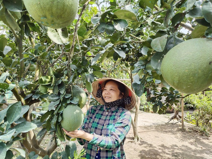 Dù đang vào cao điểm tiêu thụ Tết nhưng bưởi da xanh chỉ còn khoảng 15.000 đồng/kg khiến nhà vườn tại Bến Tre bị thua lỗ- Ảnh: MẬU TRƯỜNG