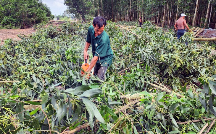 Cao tốc Biên Hòa - Vũng Tàu: Nhà thầu nói vướng cây cao su, ban bồi thường lên tiếng