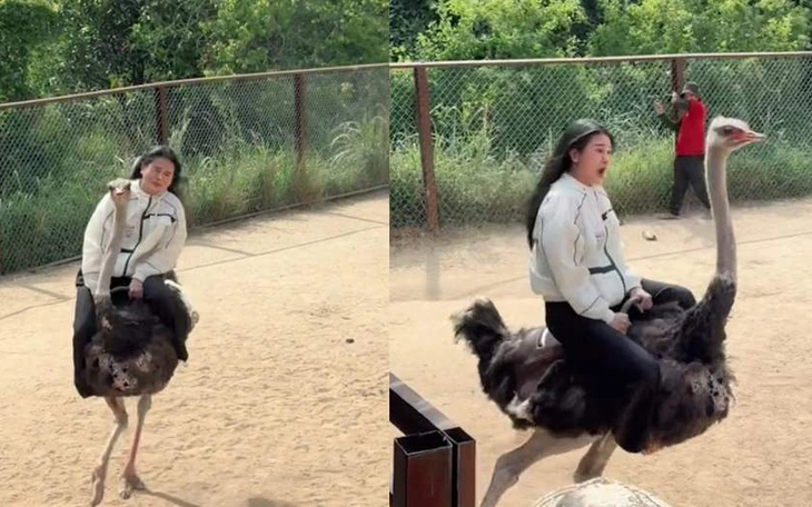 Tiêu hủy đà điểu chạy trên đường ở TP.HCM - Ảnh 2.