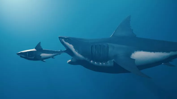 Ảnh minh họa một con Megalodon đang ăn thịt một con cá mập trắng lớn, nhỏ hơn - Ảnh: BARIS-OZER/GETTY