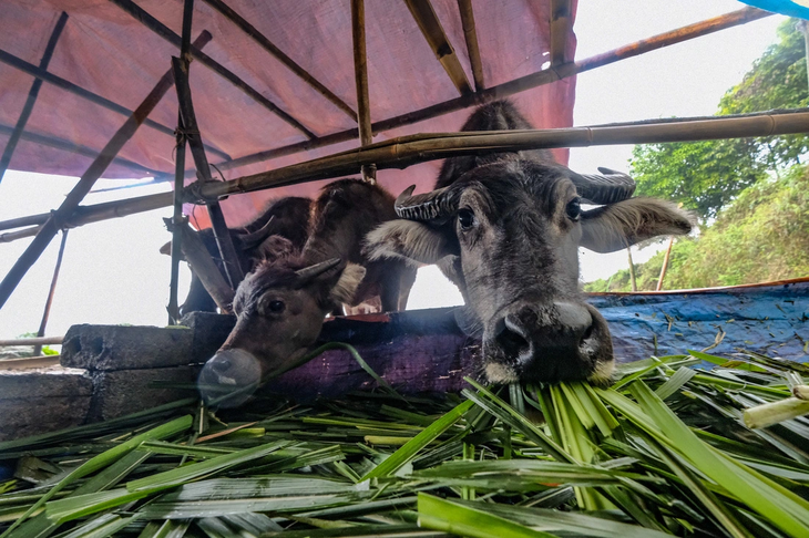 Người dân ở Sa Pa chủ động đưa đàn gia súc xuống vùng thấp để chăn thả, tránh rét trong những đợt rét trước - Ảnh: NAM TRẦN