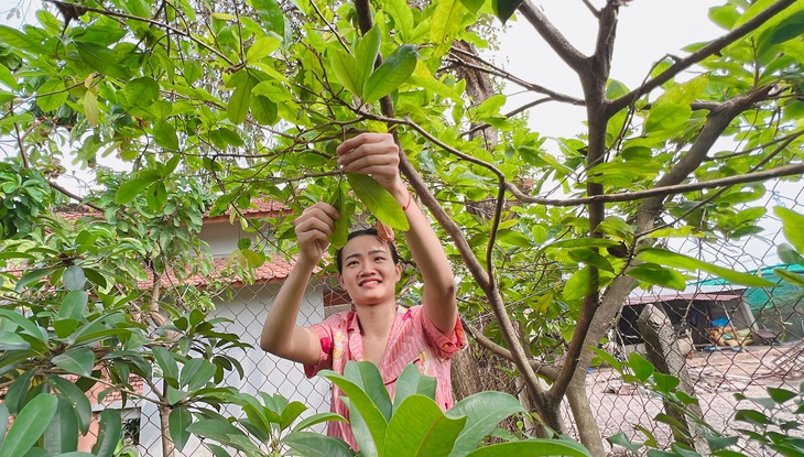 Chăm sóc cây kiểng đừng đợi cận Tết mới làm - Ảnh: YẾN TRINH