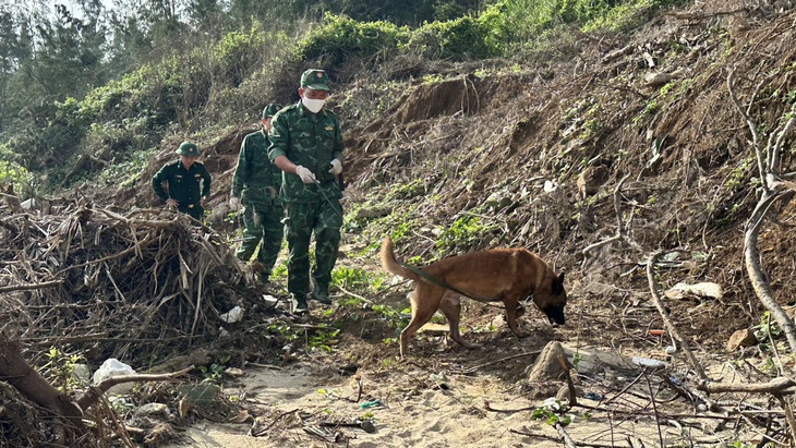 Ngoài khu vực bờ biển, chó nghiệp vụ còn đến những khu vực đất cao hơn tìm kiếm - Ảnh: T.M.