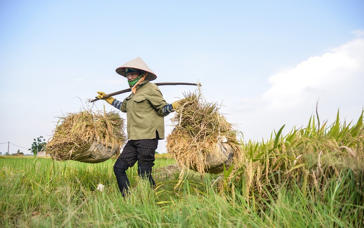 Nên hiểu thế nào về 