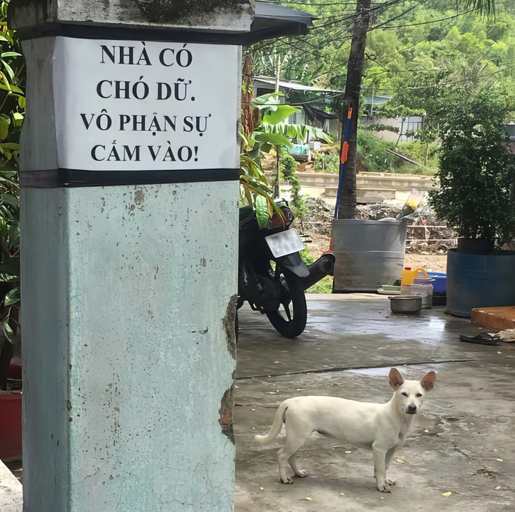 Bỉ ngạn trắng, vào là... cắn. 