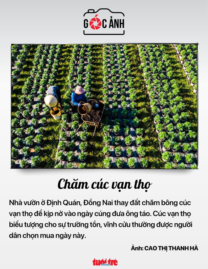 Chăm cúc vạn thọ - Ảnh: CAO THỊ THANH HÀ