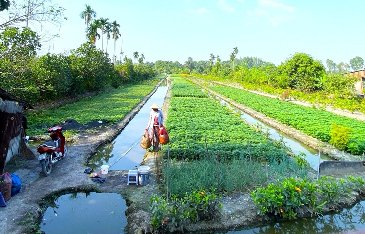 Công viên cây xanh Thạnh Xuân (quận 12, TP.HCM) có nhiều vị trí đất đang được người dân tận dụng trồng rau, hoa Tết  - Ảnh: TIẾN QUỐC