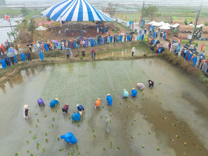 Ruộng lúa Hội An đang được gìn giữ để làm du lịch - Ảnh: MAI THÀNH CHƯƠNG