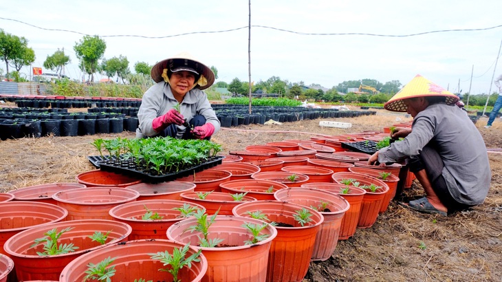 Bà Tuyết Mai trồng vạn thọ con vào chậu để kịp vụ Tết - Ảnh: YẾN TRINH