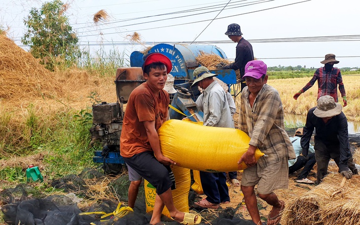 Giá lúa gạo quay đầu giảm mạnh cận Tết, doanh nghiệp nói còn giảm tiếp