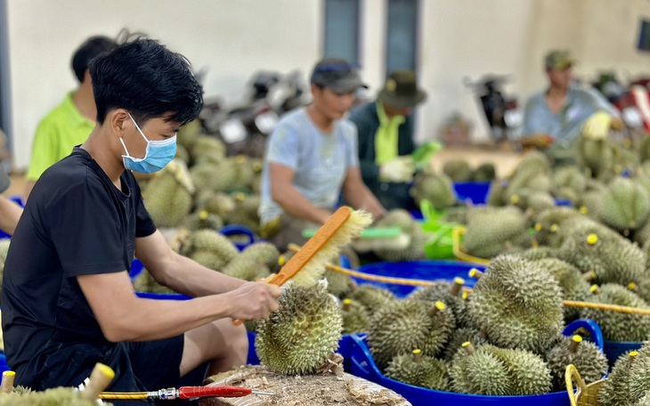 Chỉ trong nửa năm, người Hàn Quốc chi hơn 4.000 tỉ đồng để ăn trái cây Việt, nhất là chuối - Ảnh 2.