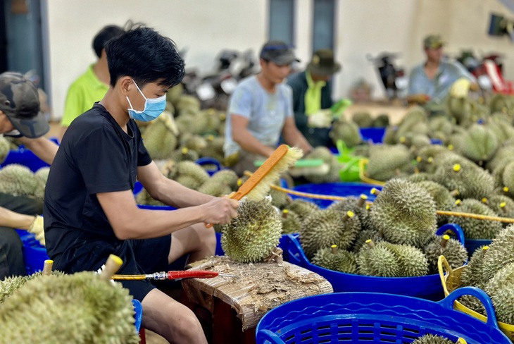 Sầu riêng được nhận định là “át chủ bài” xuất khẩu vào thị trường Trung Quốc - Ảnh: THẾ THẾ