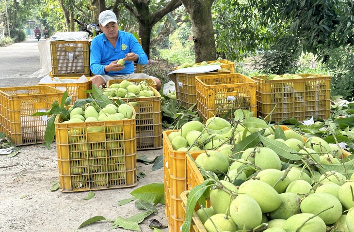 Thu hoạch xoài tại Đồng Tháp - Ảnh: ĐẶNG TUYẾT