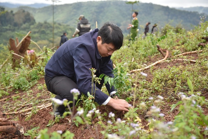 Cây lim, huê (sưa đỏ) là các giống gỗ lớn bản địa, nằm trong những loại cây được địa phương khuyến khích trồng để phát triển kinh tế lâm nghiệp